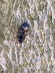 Glischrochilus confluentus