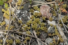 Sedum litoreum