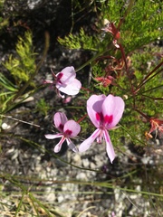 Pelargonium divisifolium