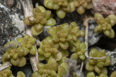 Sedum litoreum