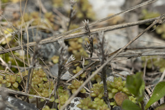 Sedum litoreum