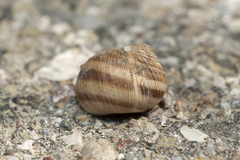 Helix nucula
