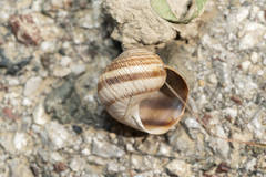 Helix nucula