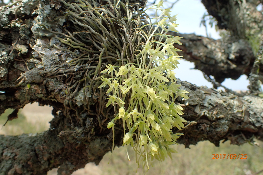 Leafless Tree Orchid