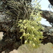 Mystacidium gracile - Photo 由 Peter Warren 所上傳的 (c) Peter Warren，保留部份權利CC BY-NC