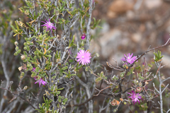 Drosanthemum karrooense