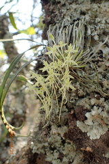 Mystacidium gracile