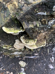 Trametes gibbosa