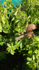 Anacridium aegyptium