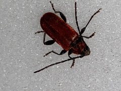 Pyrrhidium sanguineum