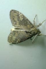 Dasychira chekiangensis