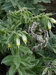 Podonosma orientalis