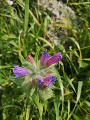 Echium judaeum