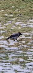 Corvus cornix