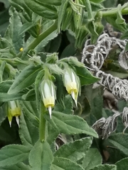 Podonosma orientalis