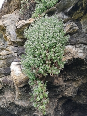 Podonosma orientalis