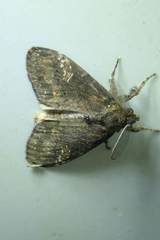 Dasychira chekiangensis