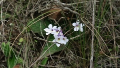 Streptocarpus meyeri