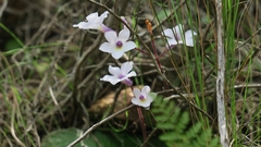 Streptocarpus meyeri