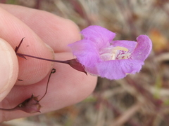Agalinis strictifolia