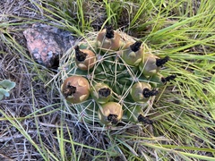 Gymnocalycium monvillei