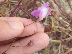 Agalinis strictifolia