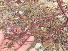 Agalinis strictifolia