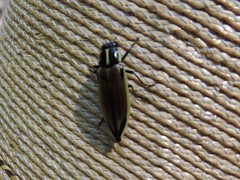 Epistomentis pictus