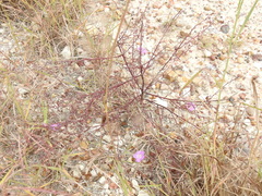 Agalinis strictifolia