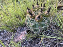 Gymnocalycium monvillei