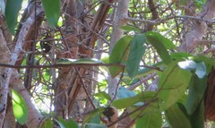 Philothamnus punctatus