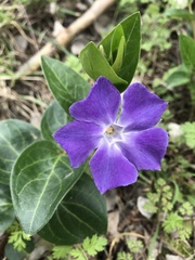 Vinca major