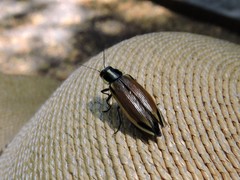 Epistomentis pictus