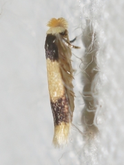 Stigmella saginella