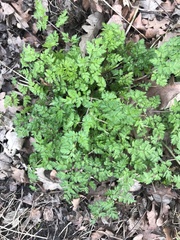 Anthriscus sylvestris