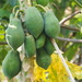Papayas - Photo (c) 葉子, algunos derechos reservados (CC BY-NC), uploaded by 葉子