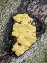 Trichoderma sulphureum