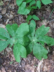 Podophyllum peltatum