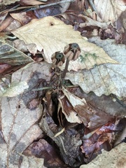 Monotropa uniflora