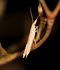 Ypsolopha mucronella