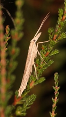 Ypsolopha mucronella