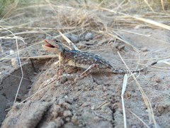 Phrynocephalus versicolor kulagini