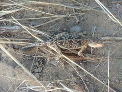 Phrynocephalus versicolor kulagini