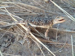 Phrynocephalus versicolor kulagini