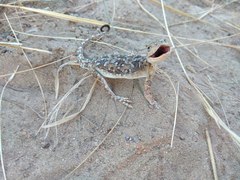 Phrynocephalus versicolor kulagini