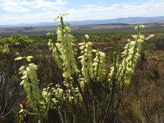 Erica filipendula