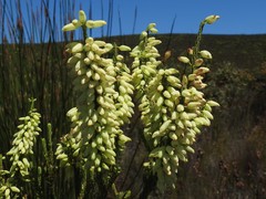 Erica filipendula