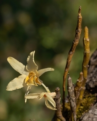 Dendrobium heterocarpum
