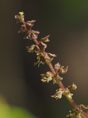 Ocimum gratissimum