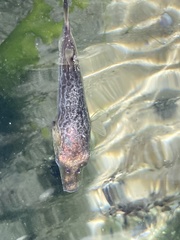 Diodon hystrix